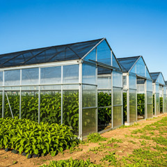 80% UV Sunblock Shade Cloth for Plant Cover Greenhouse Barn MANY SIZES