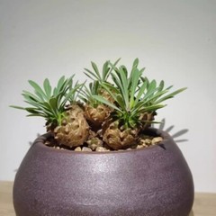 8cm Succulent Cactus Plant Euphorbia Gabizan（5-7 Heads）Cactaceae Beautiful Plant
