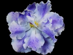 African Violet Plant LightSpeed / Light Speed Starter Plant Standard
