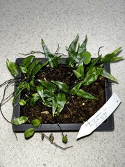 Microgramma sp. ‘hirsute blue’ Ecuador 4×6 Bonsai Pot Rare