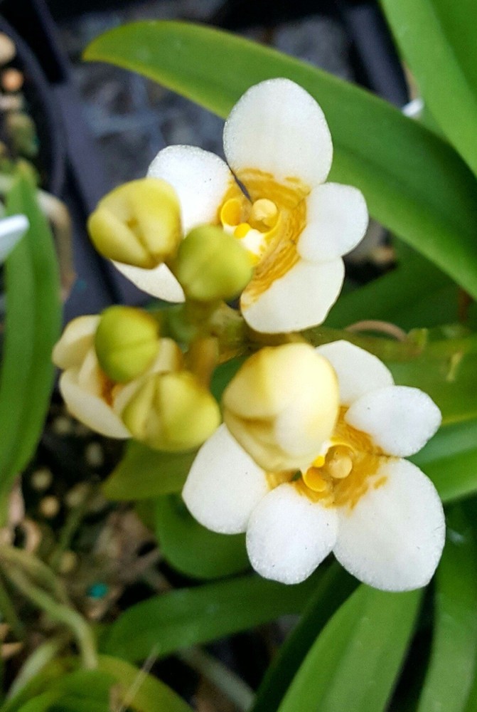 Sarcochilus Yellow Hart Yellow White Orchid Hybrid NEW DIVISIONS 2” Pot (CJ4)