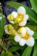 Sarcochilus Yellow Hart Yellow White Orchid Hybrid NEW DIVISIONS 2” Pot (CJ4)