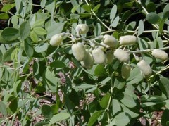 BAPTISIA AUSTRALIS~LIVE BLUE INDIGO PLANT GROWS 3-4 FEET TALL 100’S OF FLOWERS!!
