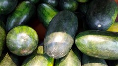 50 CONGO WATERMELON Red Citrullus Lanatus 40 lbs AAS Winner Fruit Melon Seeds