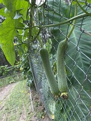 20 Luffa seeds 2023 fall fresh Non-GM Organic 丝瓜 种子