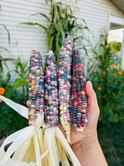 50 Treated Indian Ornamental Corn Seeds Heirloom Non-GMO USA Seller