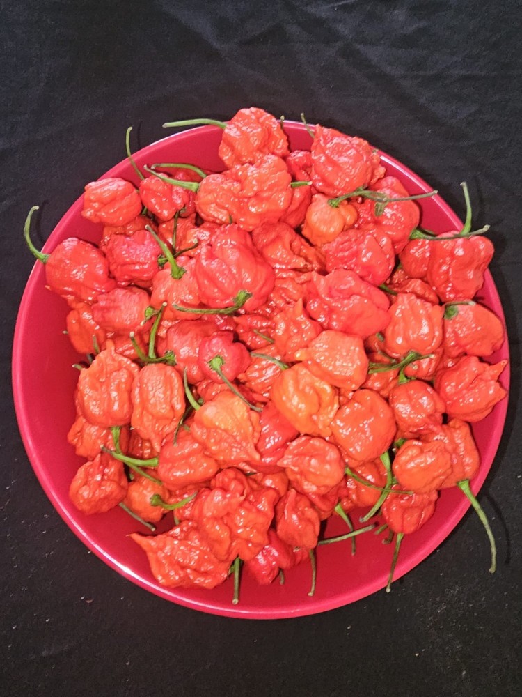 Zozoma Farms 3 Pounds Carolina Reaper Chili Peppers