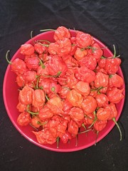 Zozoma Farms 3 Pounds Carolina Reaper Chili Peppers