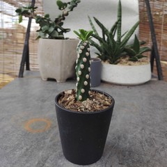 8CM Succulent Cactus Plant Euphorbia Royleana Spineless Euphorbiaceae Beautiful