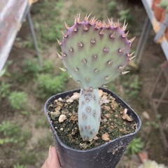 8CM Succulent Cactus Plant Opuntia Santarita（2-Head）Cactaceae Home Garden Plant