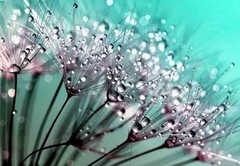 1000+ DANDELION SEEDS AUTUMN MICROGREENS SALADS HERB ORGANIC PERENNIAL NON-GMO