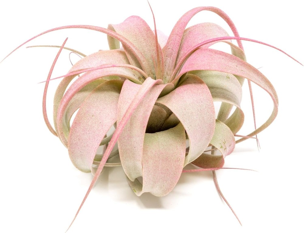 Raspberry Tillandsia Air Plants – Color Enhanced Easy Care Indoor/Outdoor Decor