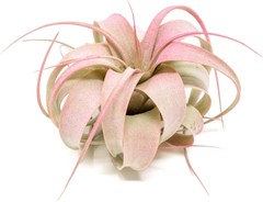 Raspberry Tillandsia Air Plants – Color Enhanced Easy Care Indoor/Outdoor Decor