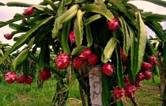 DRAGON FRUIT PINK powder 8oz 16oz 1lb 32oz 2lb 4lb 10lb 55lb FREEZE DRIED PAJE