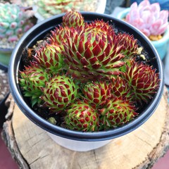 8CM Succulent Plant Jovisbarba Allionii Crassulaceae Home Garden Beautiful Plant