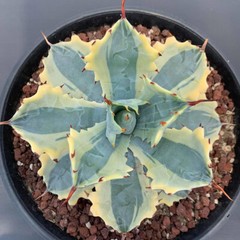 8CM Succulent Agave Plant Agave Parrasana Raiko Nishiki Variegated Home Garden