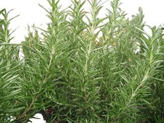Rosemary Seeds, NON-GMO, Heirloom 50 seeds Free Shipping!