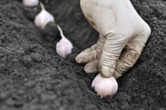 Siberian Garlic ,Whole Garlic Bulbs, Bulbs are ready for eating or planting.