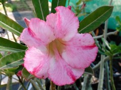 100+ Adenium Obesum desert rose seeds Rosa Del Desierto US SELLER