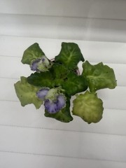 African Violet PLANT ~ AV-LYAGUSHONOK (Little frog) Starter Very Rare