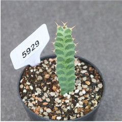 3PCS 7-9cm Cactus Succulent Plants Euphorbia Virosa Garden Flowering Plants
