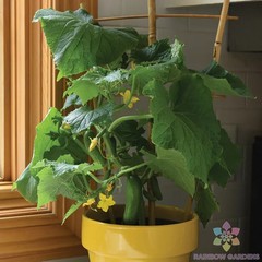 25+ Kitchen Mini Quick Snack Cucumber Seeds for Garden – USA – FREE SHIPPING!