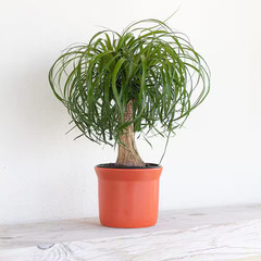 Ponytail Palm Beaucarnea Recurvata Live Easy Care Plant in 6 Inch White Decor Po