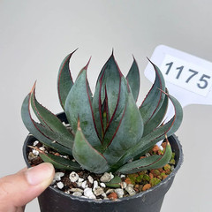 1Pieces 8cm Seedgrowth RareCactis Plant Agave Praying Hands Beautiful Outdoors