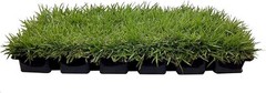 Zoysia Sod Plugs – Large 3″ x 3″ Plugs – Drought, Salt & Shade Tolerant Turf…