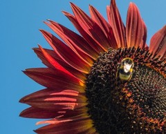 Sunflower Seeds- Vibrant Red Velvet Queen, Heirloom, Free Shipping!