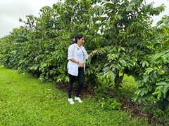 100% HAWAIIAN KONA PEA-BERRY DARK ROASTED 2 / 15 POUNDS 1 POUND BAG