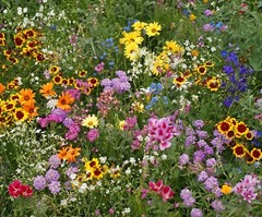 All Annual Wildflower Seed Mix, 19 Full Sun Annual Flowers, FREE SHIPPING