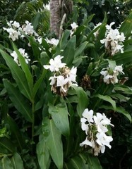 2 White Hedychium Coronarium Rhizomes, Butterfly Ginger Plants, Free shipping!