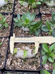 RareSucculent Plant Pachypodium brevicaule Baker Garden Decor Boutique 7-8CM