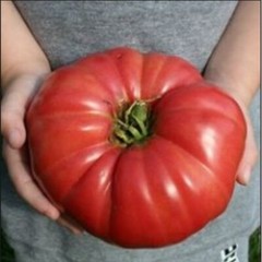 GIANT Delicious Tomato 30 – 4000 Seeds World Record 7 lbs 12 oz! BIG HEIRLOOM