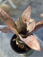Hohenbergia Correia-Araujoi FUDGE RIPPLE Bromeliad Tropical Plant, Full Sun