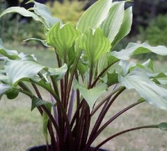 Potted Hosta ‘China girl’ Plant 1gal. Gorgeous Red Stem Green Leaf Marvel! WOW!
