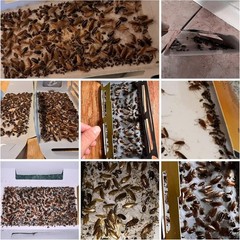 20 Pack Roach Traps – Indoor Glue Traps, Child & Pet Safe, Long-Lasting Bait New