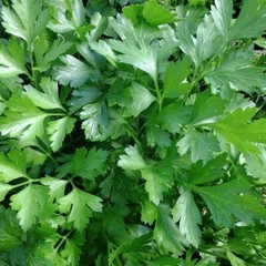 Italian Giant Parsley Seeds, NON-GMO, ORGANIC, HEIRLOOM – Free Shipping!