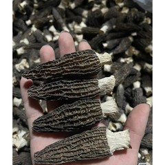 1oz – 16oz Dried Wild Morel Mushrooms, Large 大号羊肚菌 Wild Morchellas USA Seller