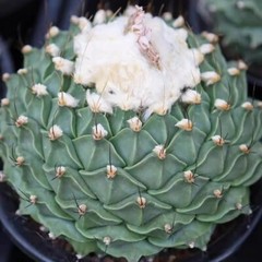 7-8CM Succulent Cactus Plant Obregonia Denegrii Cactaceae Home Garden Beautiful