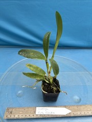 Cattleya Ruth Ciejka Pink White Yellow Amber Orchid Eros Hybrid 2” Pot