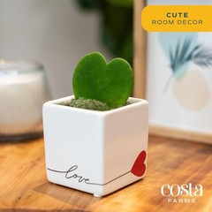 Easy-Care Hoya Heart Houseplant, Perfect Gift Idea*`/-$