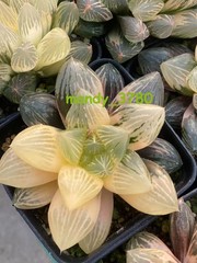 Haworthia Obtusa Hybrid varigated Succulent plants potted Plants 7-8CM
