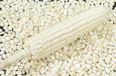 100 Truckers Favorite WHITE SWEET CORN Zea Mays Vegetable Seeds