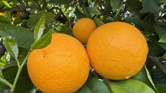 10 Pounds, 1 Box Of Freshly Picked Sweet & Juicy Valencia Premium Oranges.