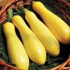 Premium Prolific Straightneck Yellow Squash – Fresh Organic Seeds Most popular