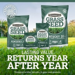 Kentucky 31 Tall Fescue Penkoted Grass Seed 3 Lb