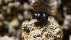 Delphastus catalinae – Whitefly Control 1,000 adults