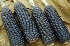 120+ Hopi Blue Corn Seeds – Heirloom – Non GMO – Organic —————— RARE
